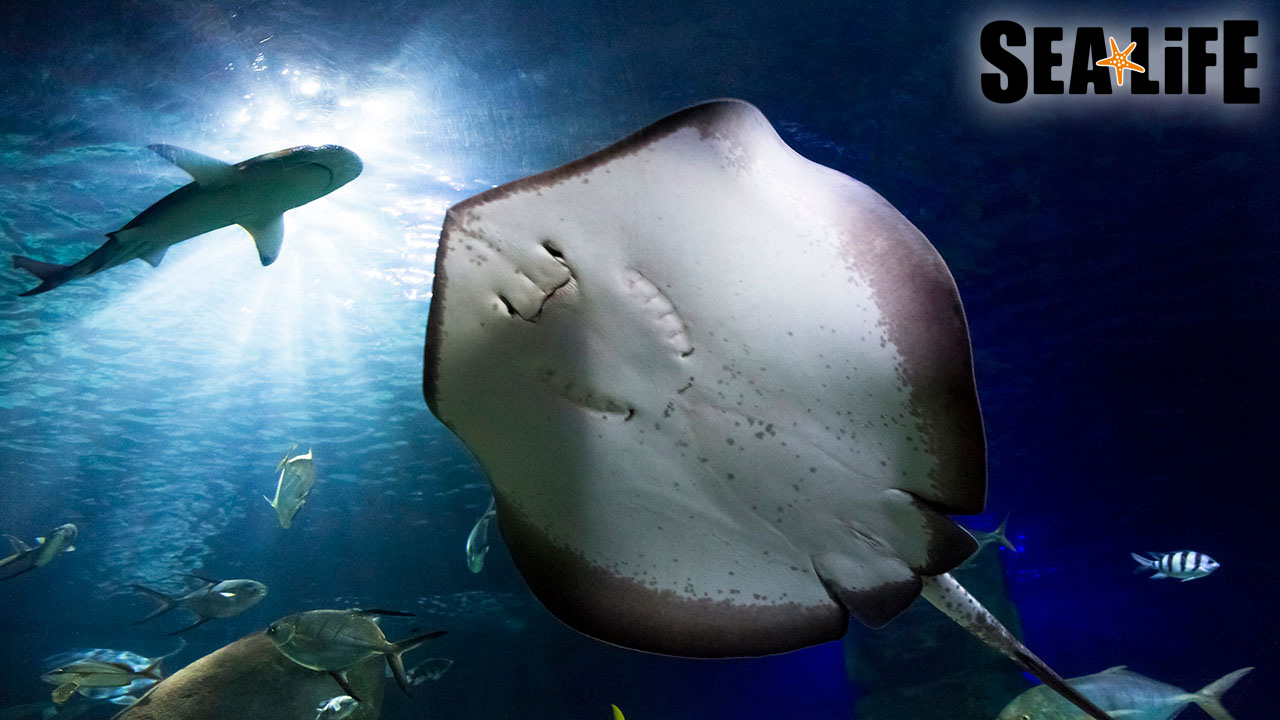 camping_freizeit_sealife.jpg