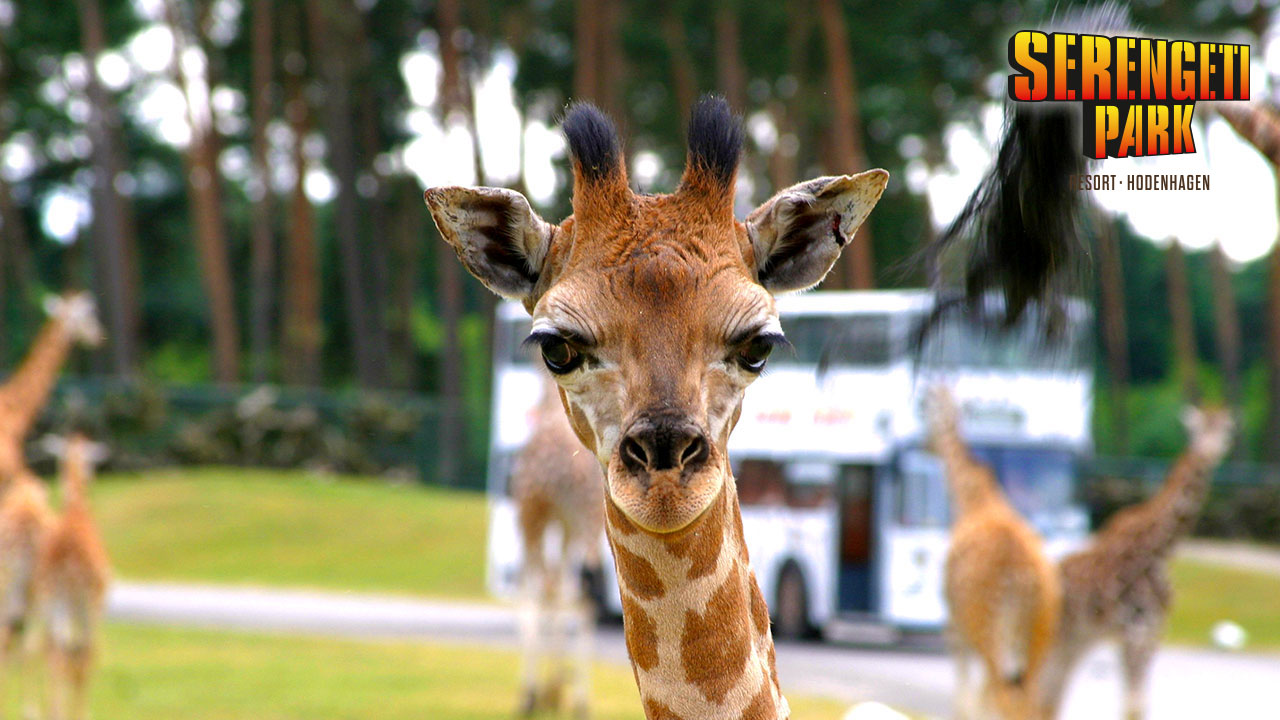 camping_freizeit_serengeti.jpg